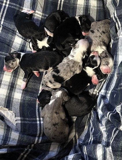 Aussie puppies