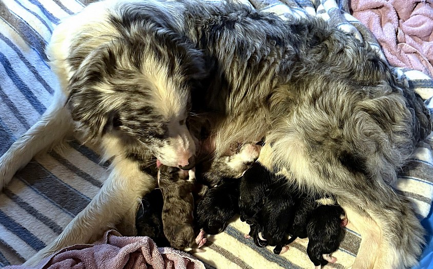 Aussie puppies