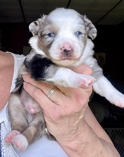 Blue Merle Mini Aussie