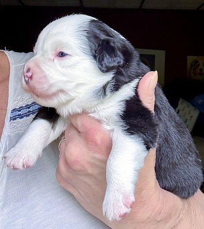 Black Tri Mini Aussie Puppy
