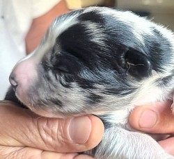 Blue Merle Standard Aussie Puppy
