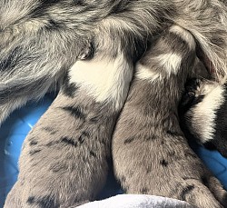 Standard Aussie Puppies