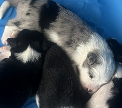 Standard Aussie Puppies