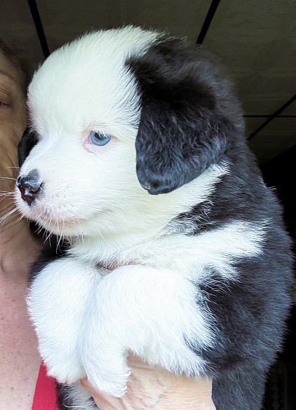 Black Tri Mini Aussie Puppy