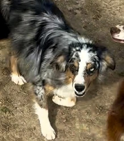 Mushko
