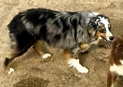 Mushko