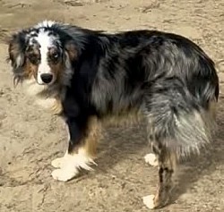 Mushko