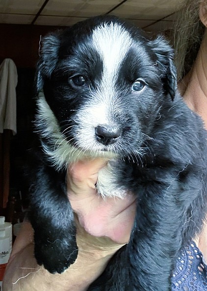 Jax