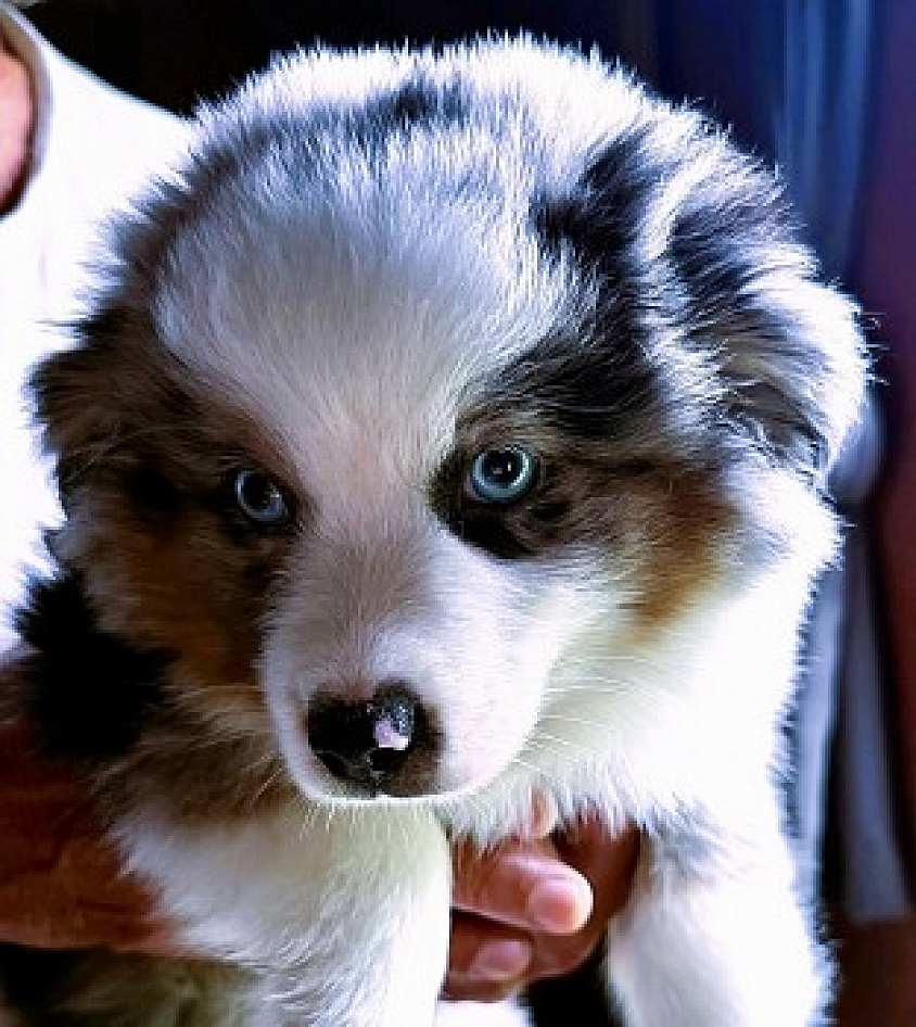 Toy Male Pup