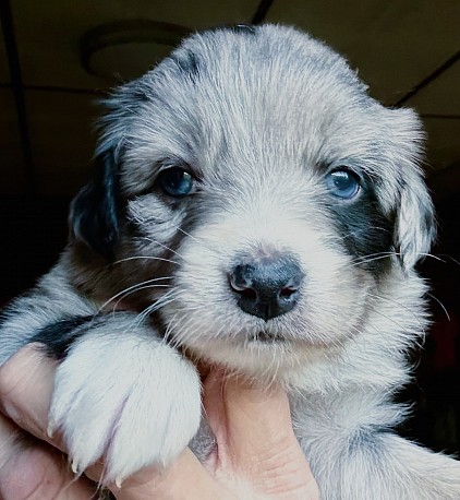 Nala