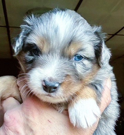 Nova