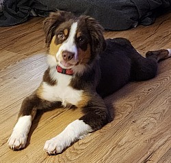 red tri mini aussie