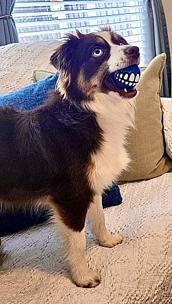 Toy Aussie