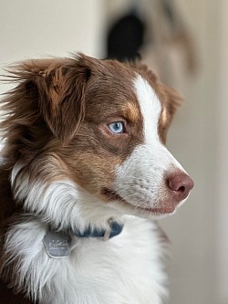 Mini Aussie