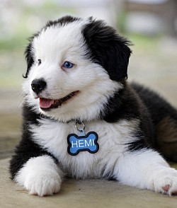 Mini Aussie