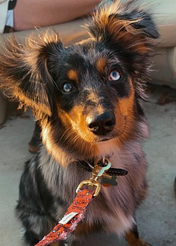 Ruger Blue was adopted by the Copeland family of Buffalo, SC