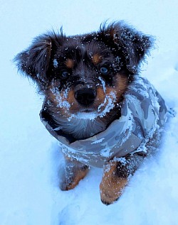 Mini Aussie