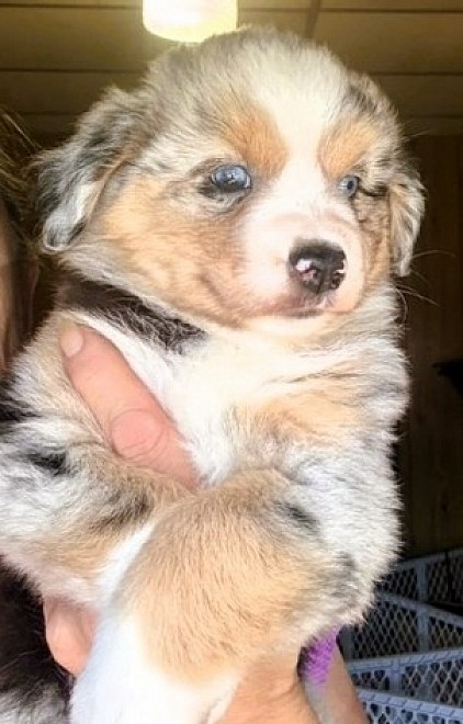 Lumi