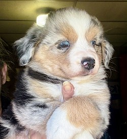 Lumi