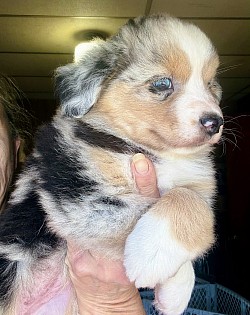 Lumi